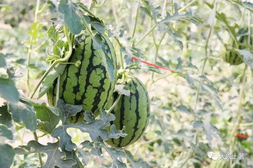 介休吃瓜网红,揭秘当地美食文化新风尚  第3张